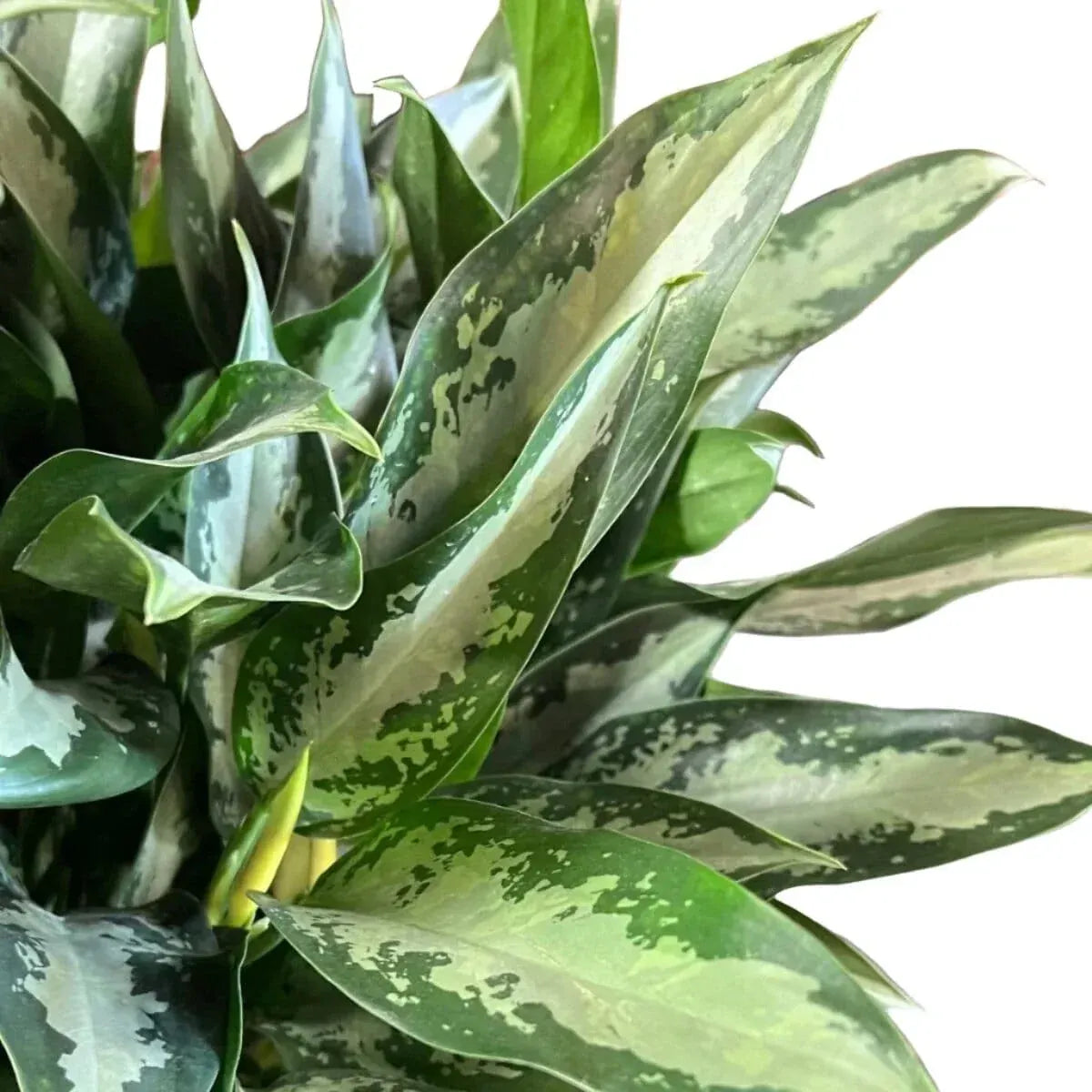 Aglaonema (Chinese Evergreen) Tigress Indoor Plants Trendy Gardener 8" Pot