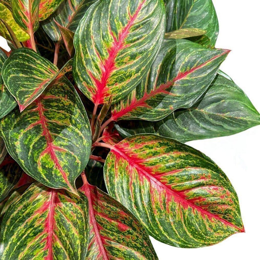 Aglaonema Garnet Coltrane ‘Jazzed Gems’ Indoor Plants Trendy Gardener 6" Pot