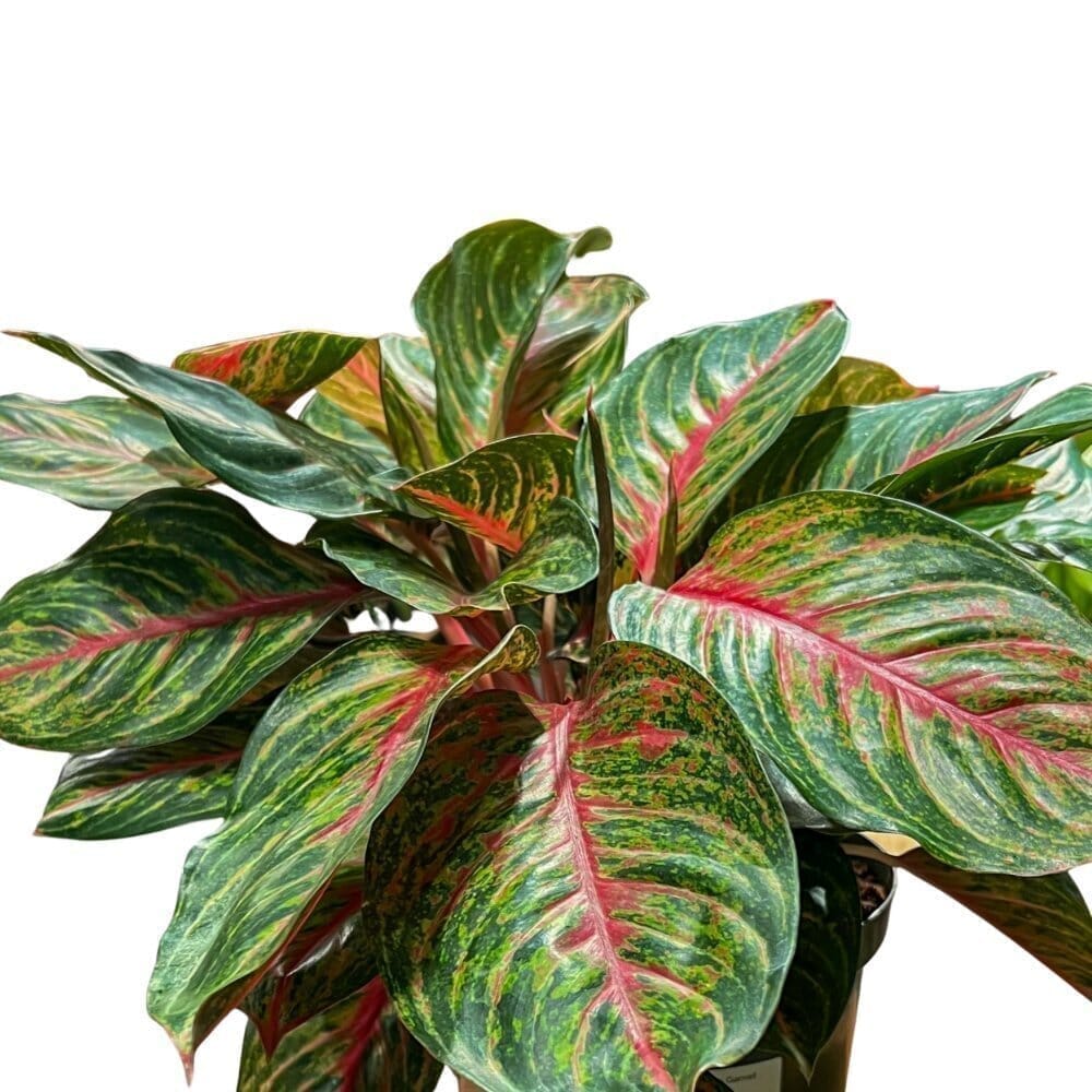 Aglaonema Garnet Coltrane ‘Jazzed Gems’ Indoor Plants Trendy Gardener