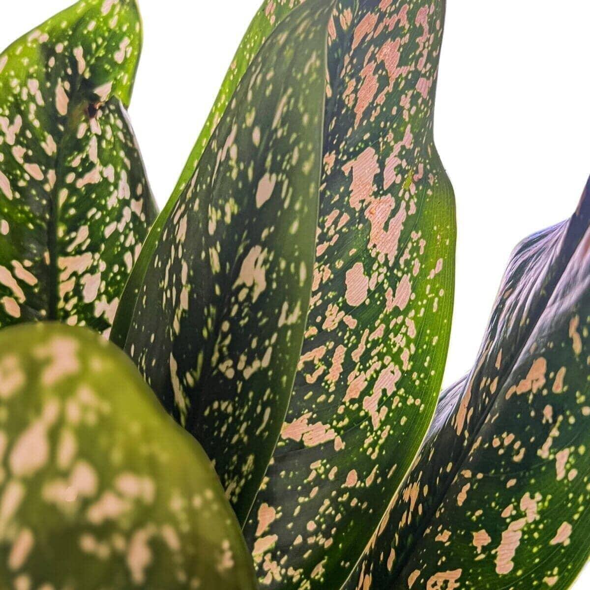 Aglaonema Lumina Indoor Plants Trendy Gardener