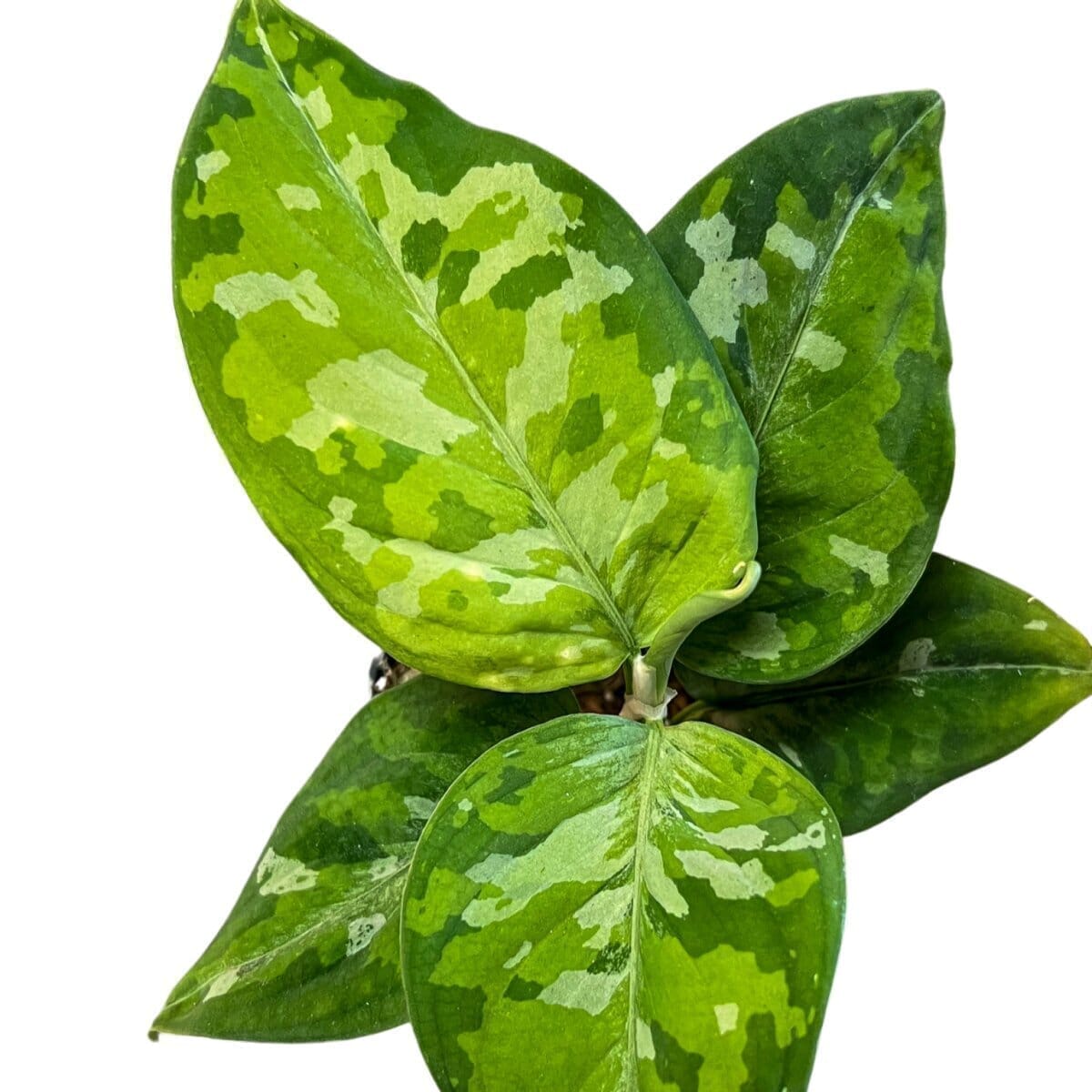 Aglaonema Pictum TriColor Indoor Plants Trendy Gardener