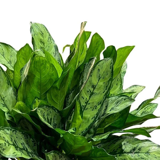 Aglaonema Primo Indoor Plants Trendy Gardener 10" Pot