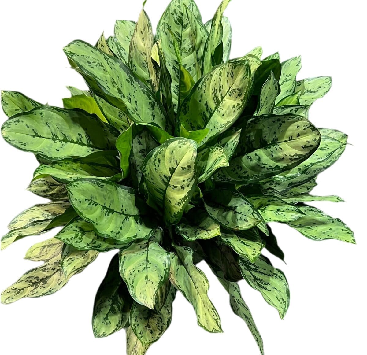 Aglaonema Primo Indoor Plants Trendy Gardener