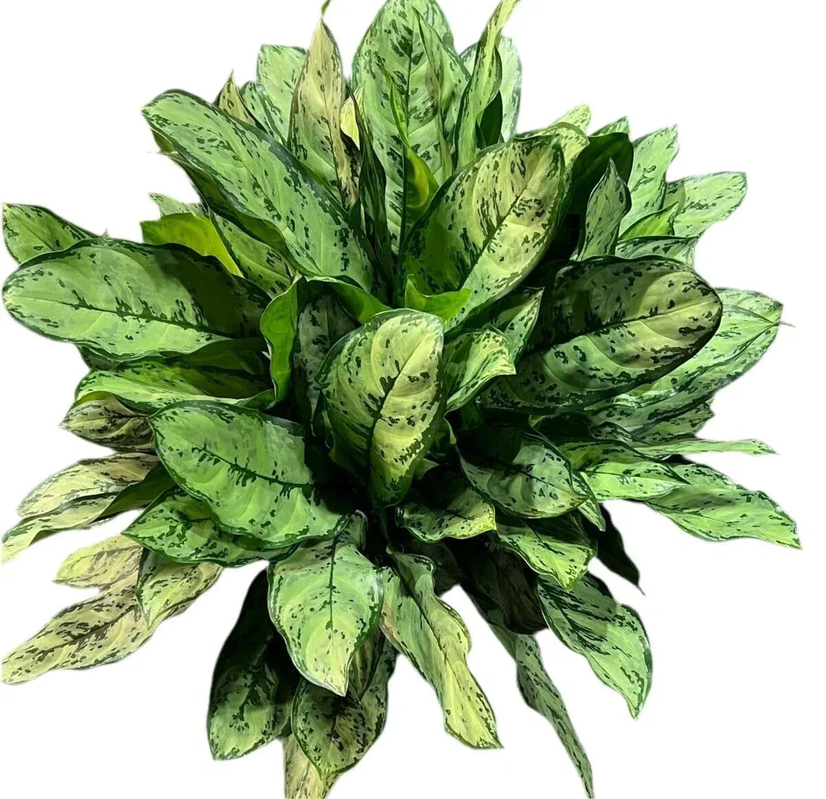 Aglaonema Primo Indoor Plants Trendy Gardener