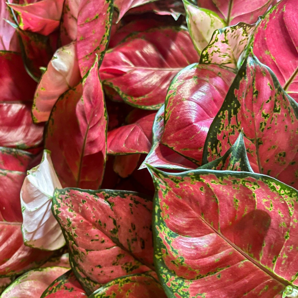 Aglaonema Red Valentine-Indoor Plants-Trendy Gardener