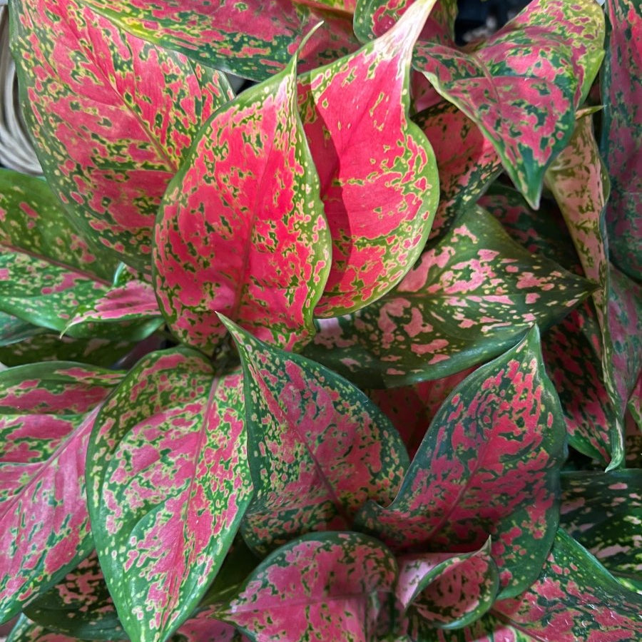 Aglaonema Red Valentine-Indoor Plants-Trendy Gardener