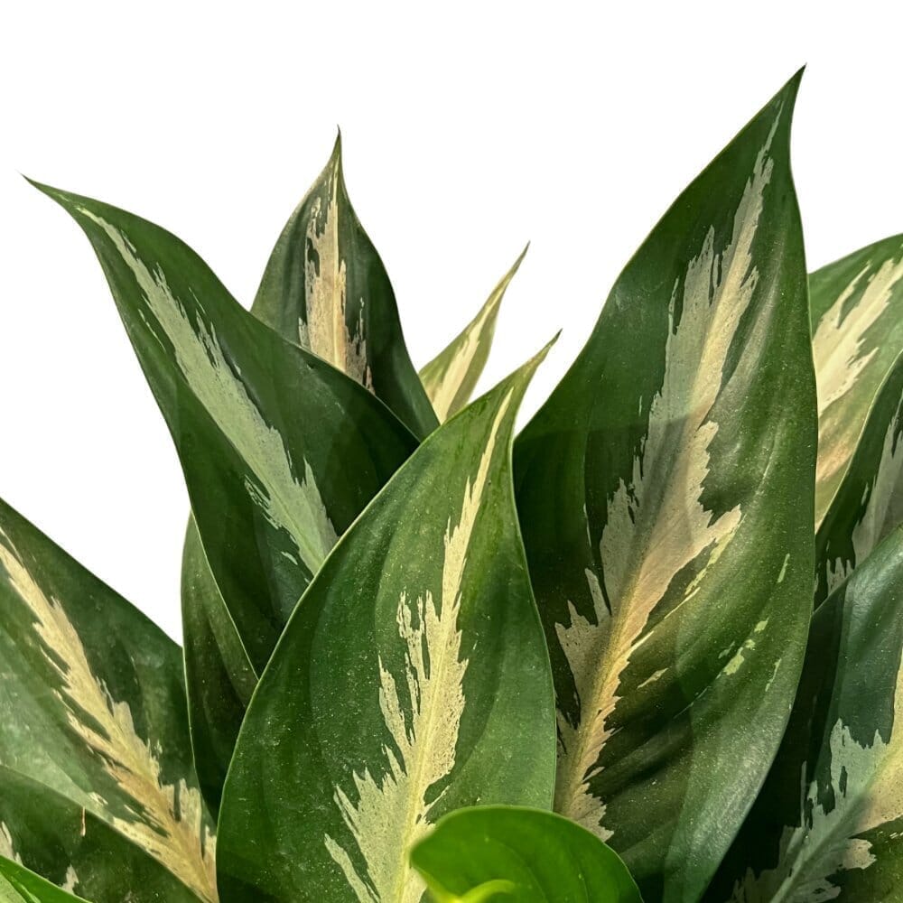 Aglaonema Stiletto Indoor Plants Trendy Gardener