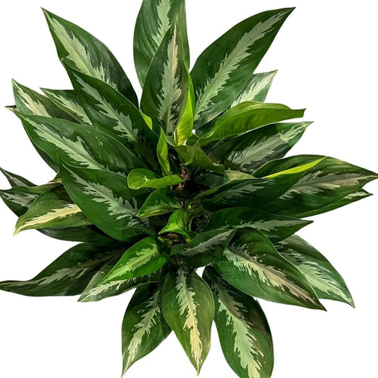 Aglaonema Stiletto Indoor Plants Trendy Gardener