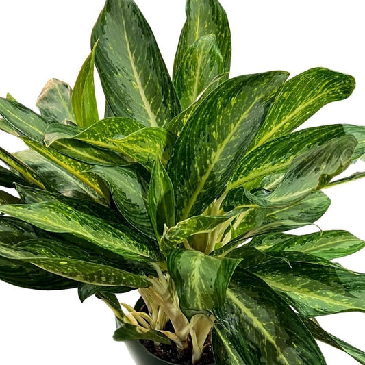 Aglaonema White Rain Indoor Plants Trendy Gardener 8" Pot