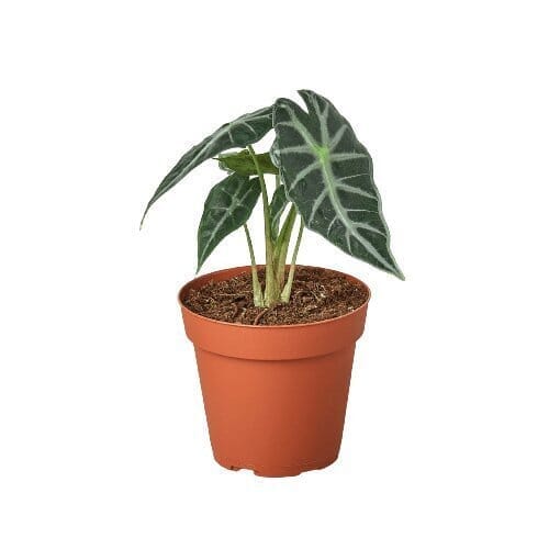 Alocasia Amazonica 'Bambino'-Indoor Plants-Trendy Gardener