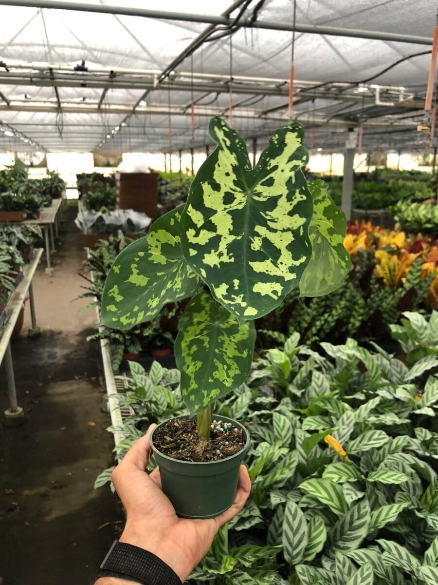 Alocasia Hilo Beauty Indoor Plants Trendy Gardener 6" Pot