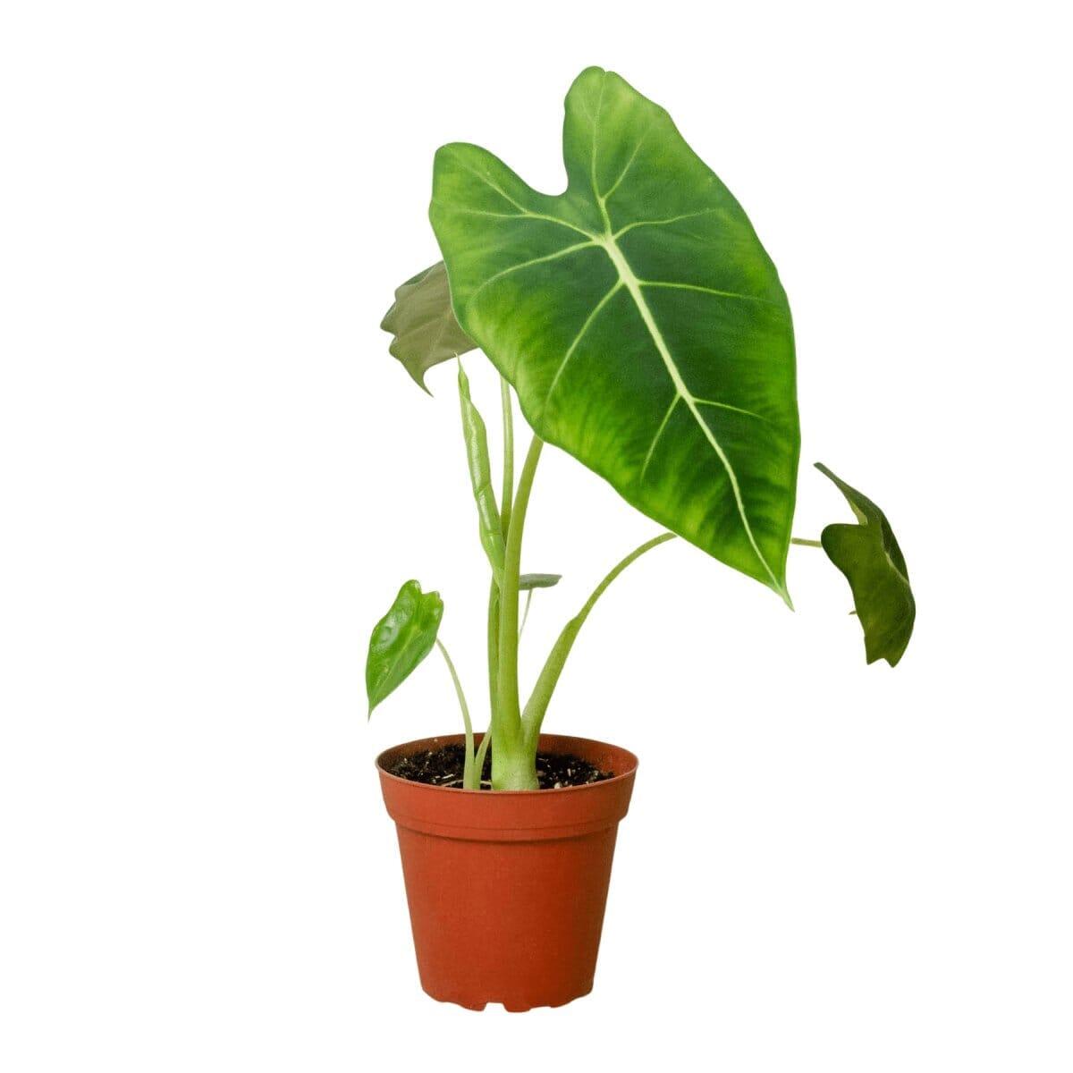 Alocasia Micholitziana 'Frydek'-Indoor Plants-Trendy Gardener