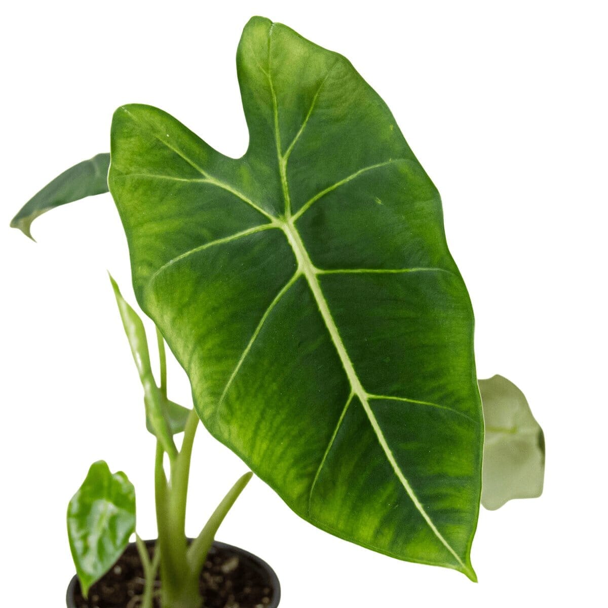 Alocasia Micholitziana 'Frydek'-Indoor Plants-Trendy Gardener