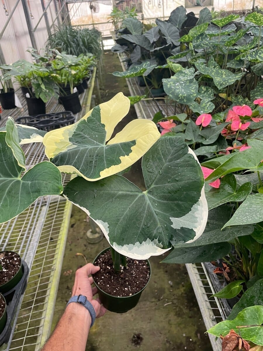 Alocasia Mickey Mouse Indoor Plants Trendy Gardener