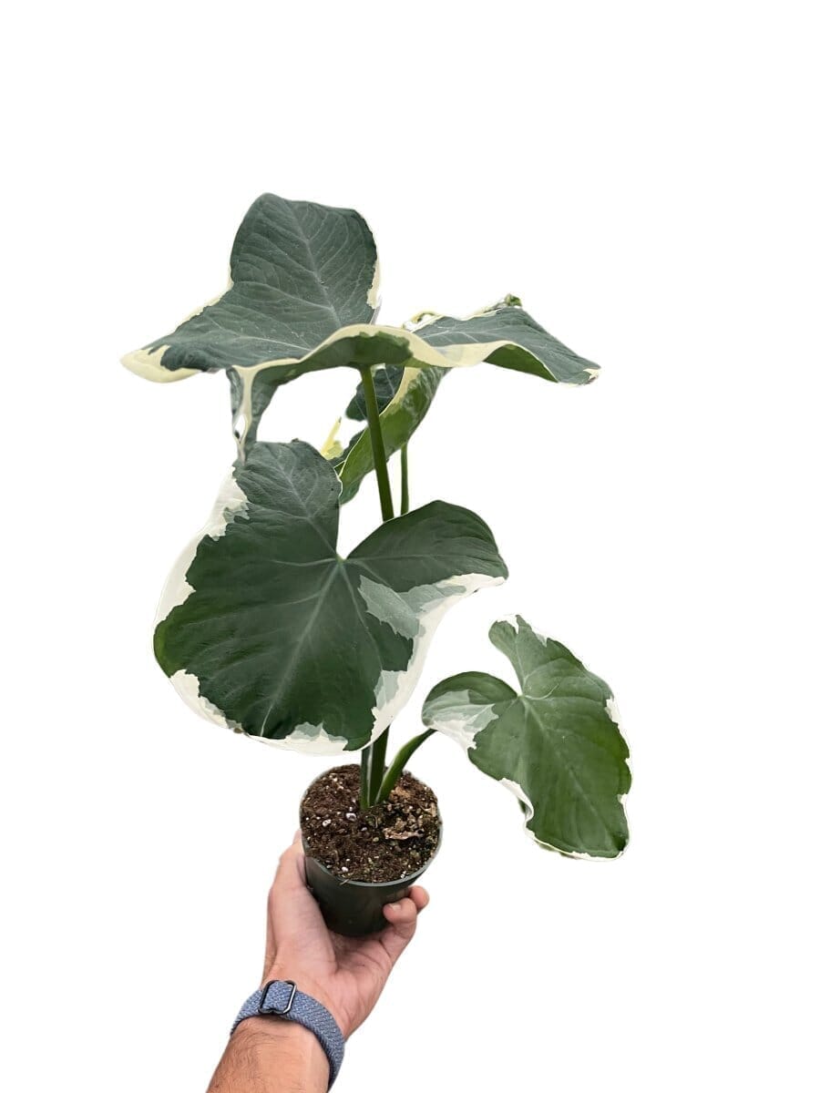 Alocasia Mickey Mouse Indoor Plants Trendy Gardener 4" Pot