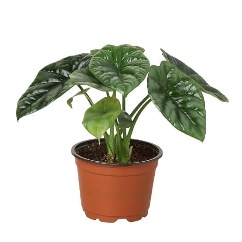 Alocasia Mirror Face - 4" Pot-Indoor Plants-Trendy Gardener