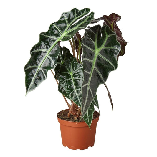 Alocasia Polly 'African Mask'-Indoor Plants-Trendy Gardener