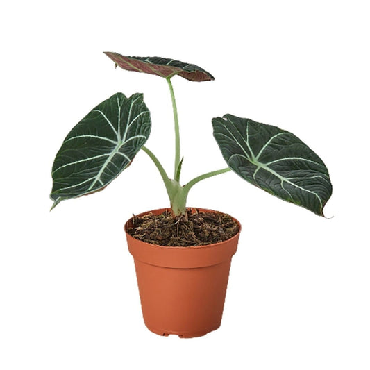 Alocasia Reginula 'Black Velvet'-Indoor Plants-Trendy Gardener