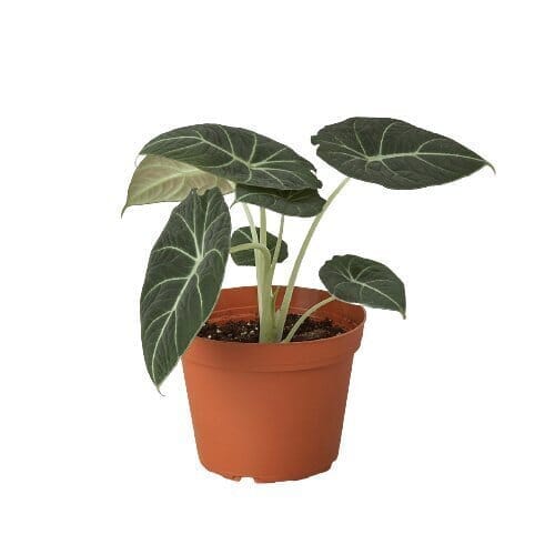 Alocasia Reginula 'Black Velvet'-Indoor Plants-Trendy Gardener
