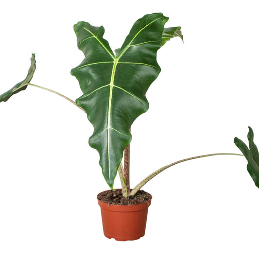 Alocasia Sarian-Indoor Plants-Trendy Gardener