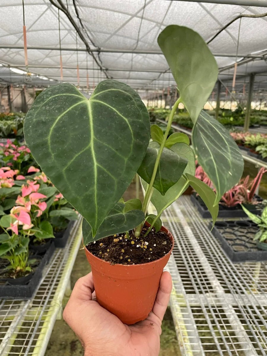 Anthurium Clarinervium Indoor Plants Trendy Gardener