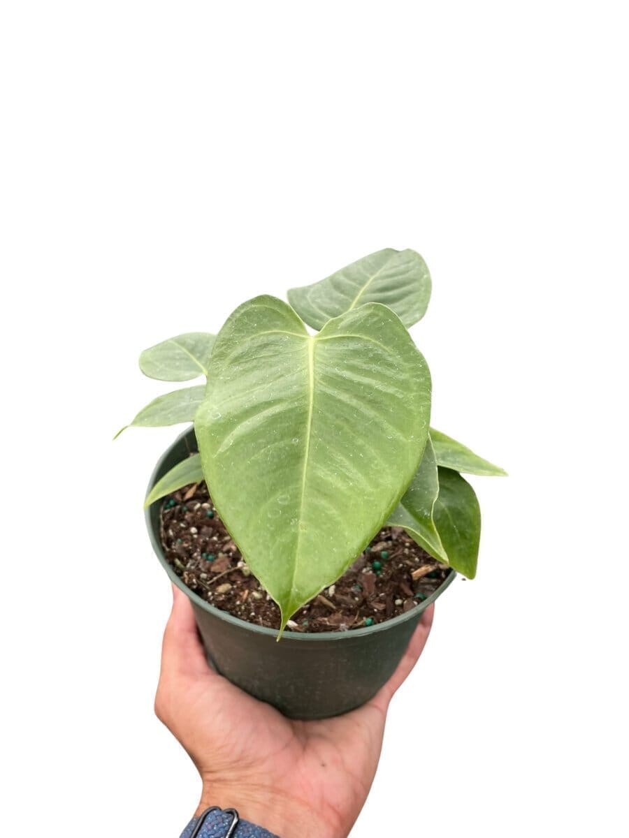 Anthurium Veitchii (King Anthurium) Indoor Plants Trendy Gardener