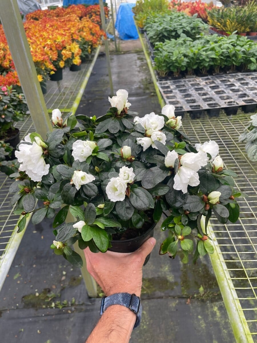 Azalea (Rhododendron)-Indoor Plants-Trendy Gardener