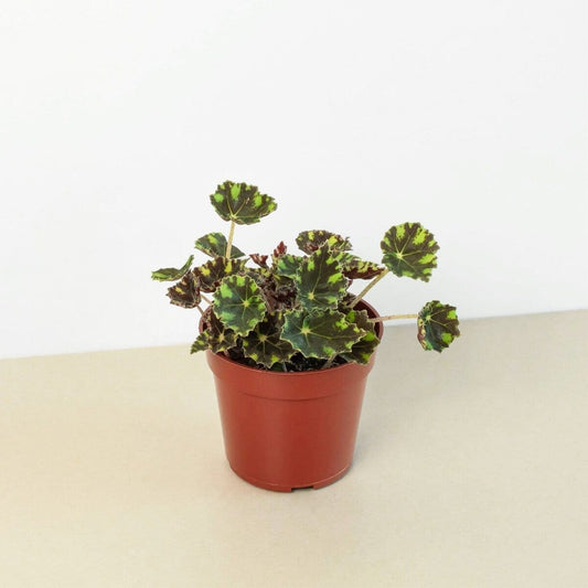 Begonia Tiger Paws - 4" Pot-Indoor Plants-Trendy Gardener
