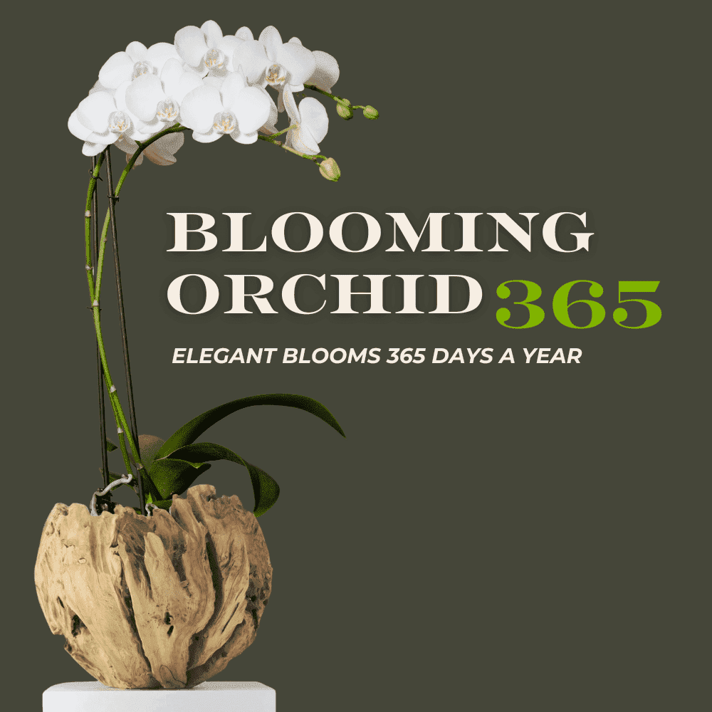 Blooming Orchid 365 Subscription Indoor Plants Trendy Gardener