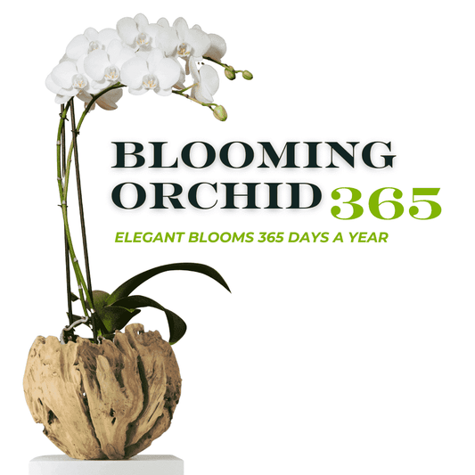 Blooming Orchid 365 Subscription Indoor Plants Trendy Gardener Petite