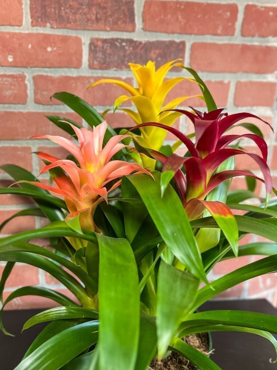 Bromeliad Trio Indoor Plants Trendy Gardener