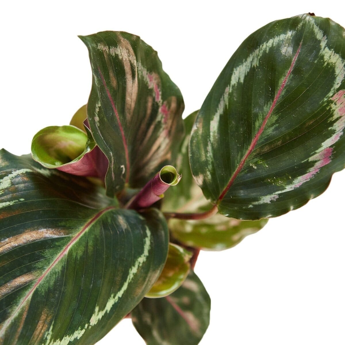 Calathea Roseopicta 'Medallion'-Indoor Plants-Trendy Gardener