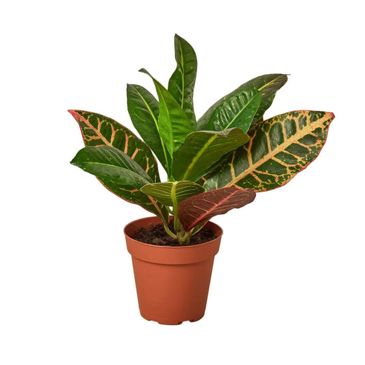 Croton Petra 'Joseph's Coat'-Indoor Plants-Trendy Gardener