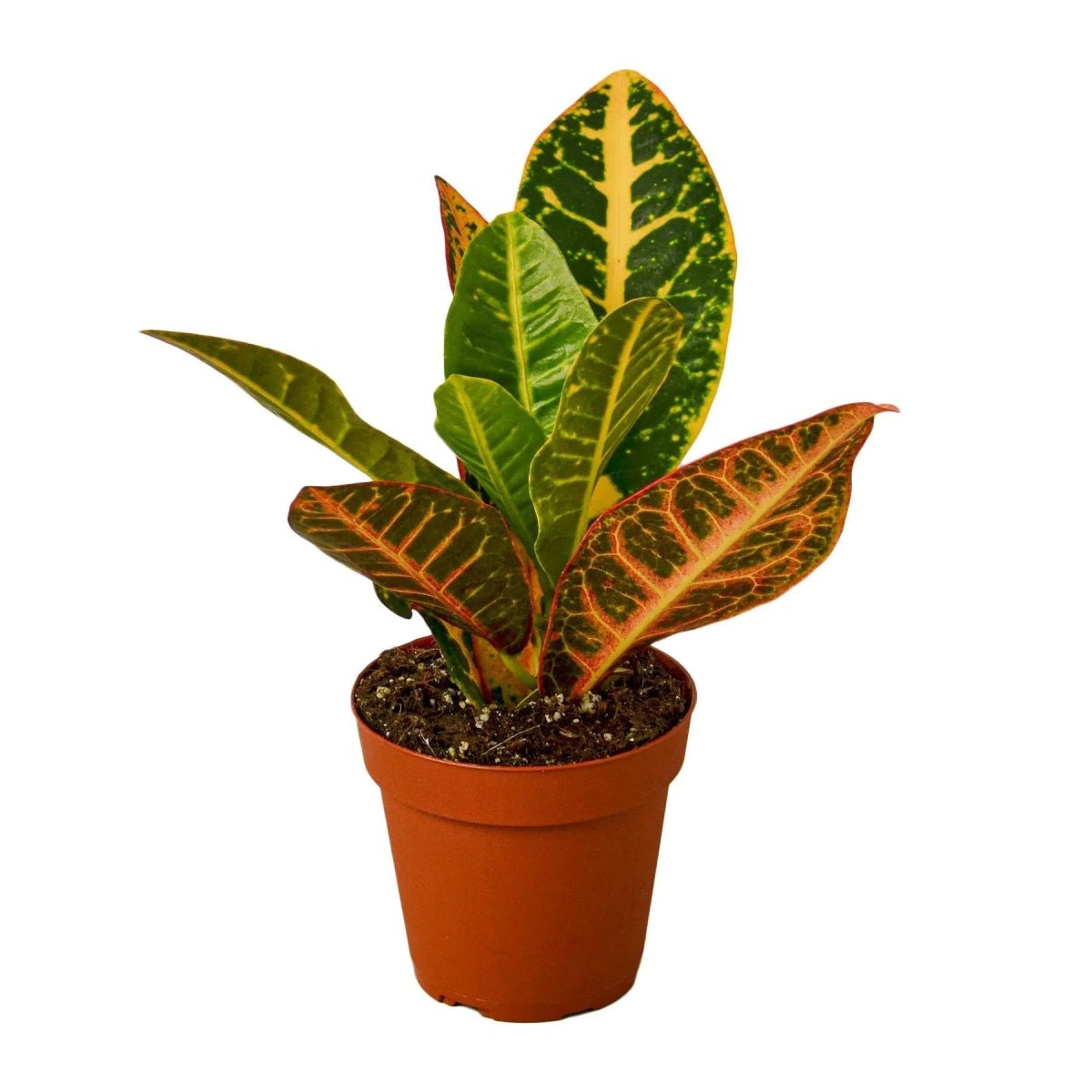 Croton Petra 'Joseph's Coat'-Indoor Plants-Trendy Gardener