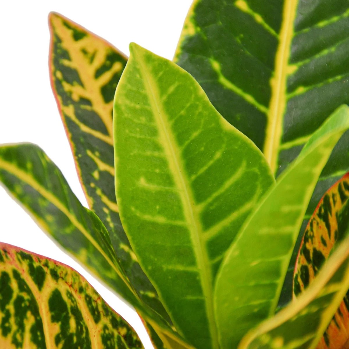 Croton Petra 'Joseph's Coat'-Indoor Plants-Trendy Gardener