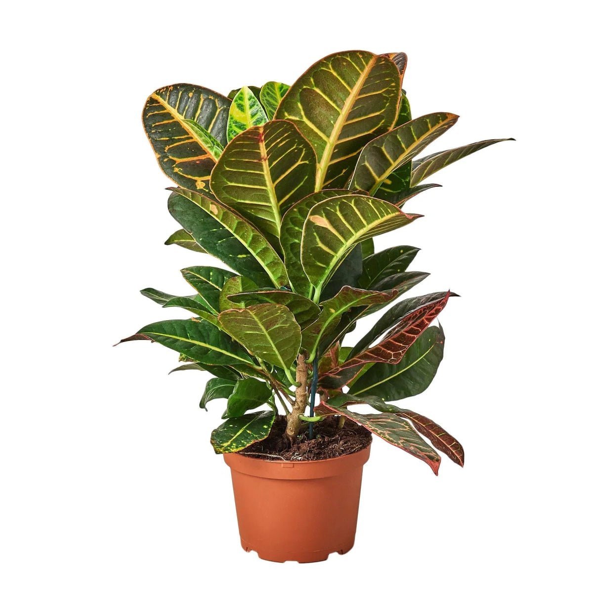 Croton Petra 'Joseph's Coat'-Indoor Plants-Trendy Gardener