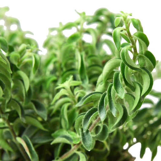 Curly Lipstick Plant-Indoor Plants-Trendy Gardener