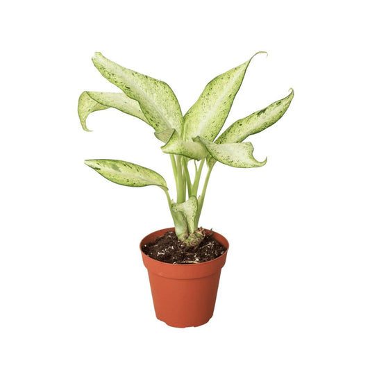 Dieffenbachia 'Camouflage'-Indoor Plants-Trendy Gardener