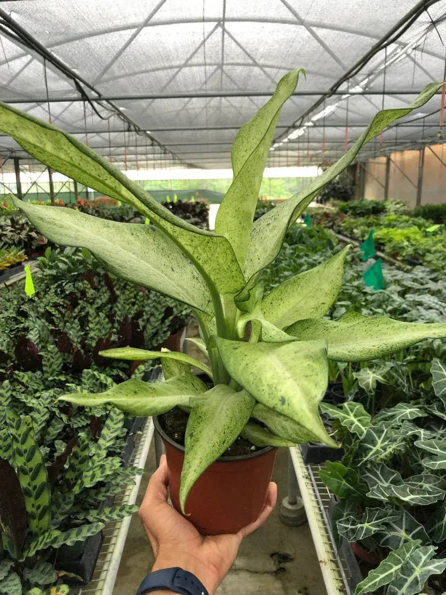 Dieffenbachia 'Camouflage'-Indoor Plants-Trendy Gardener