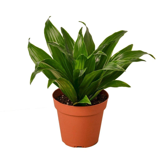 Dracaena 'Janet Craig'-Indoor Plants-Trendy Gardener