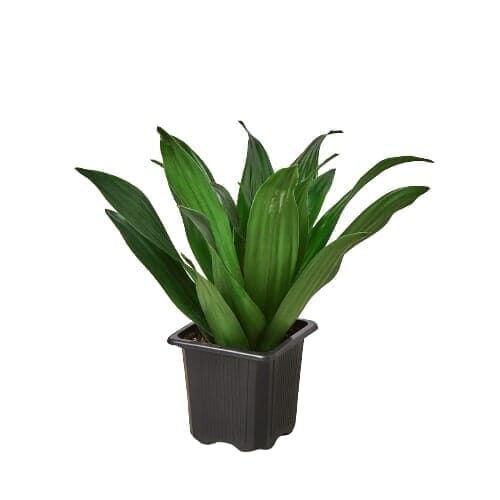 Dracaena 'Janet Craig'-Indoor Plants-Trendy Gardener