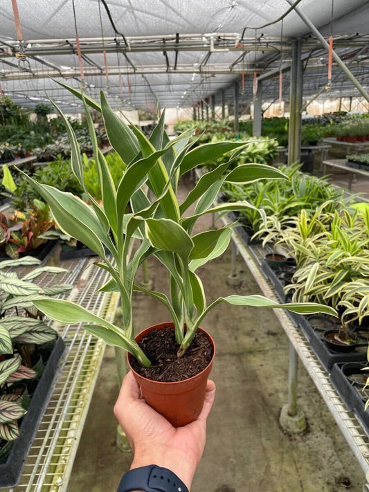 Dracaena 'Sanderiana'-Indoor Plants-Trendy Gardener