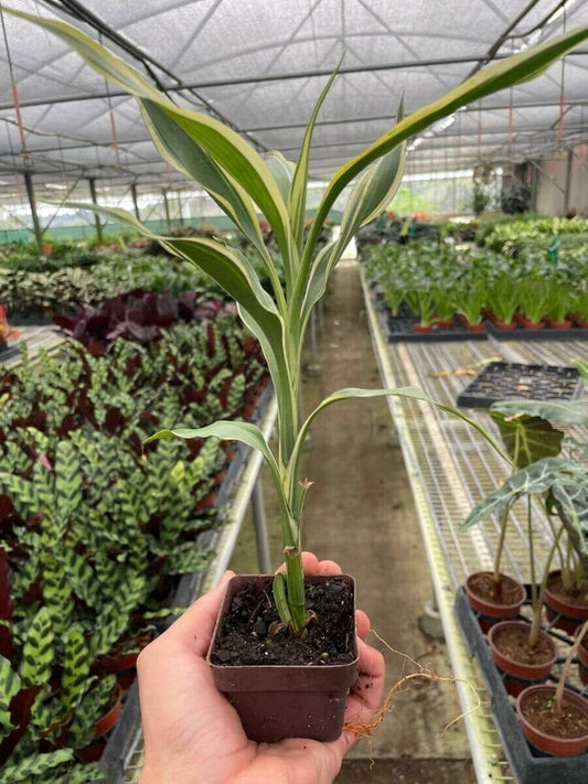 Dracaena 'Sanderiana' Indoor Plants Trendy Gardener