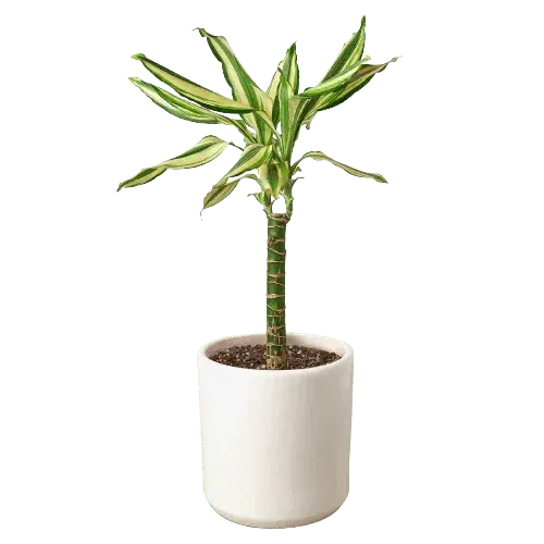 Dracaena 'Sted Sol Cane'-4" Plant-Trendy Gardener