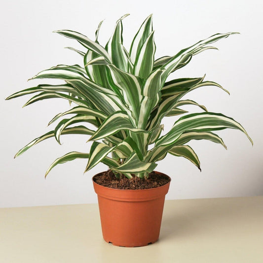 Dracaena 'Warneckii White Jewel'-Indoor Plants-Trendy Gardener