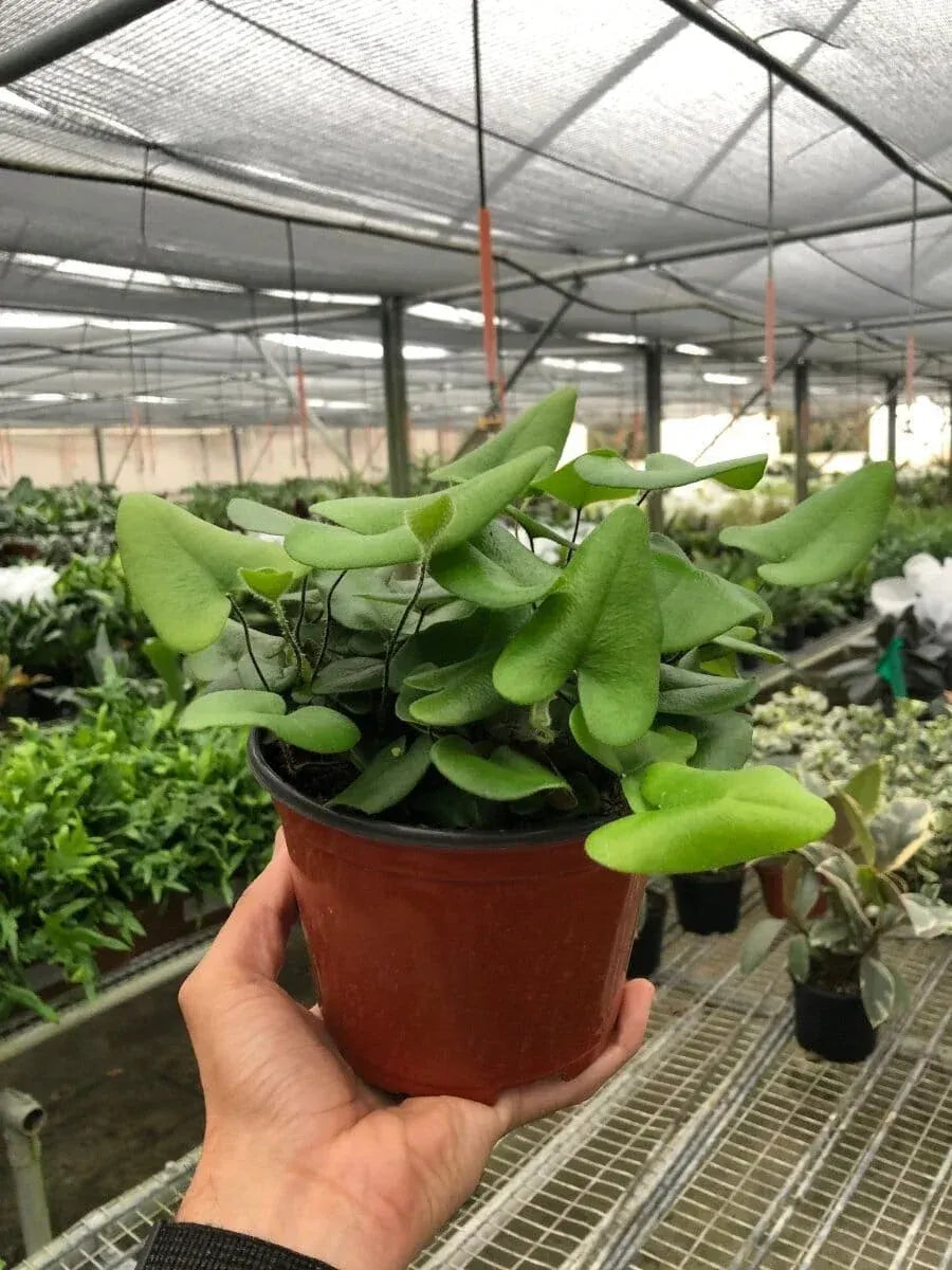 Fern 'Heart'-4" Plant-Trendy Gardener