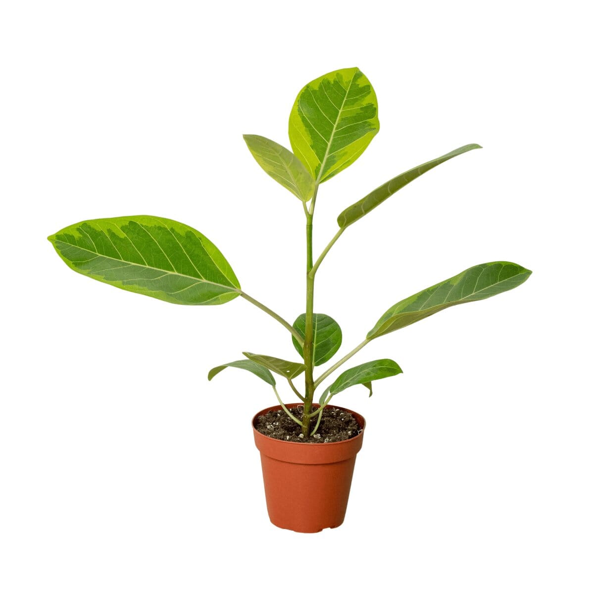Ficus Altissima 'Yellow Gem'-Indoor Plants-Trendy Gardener