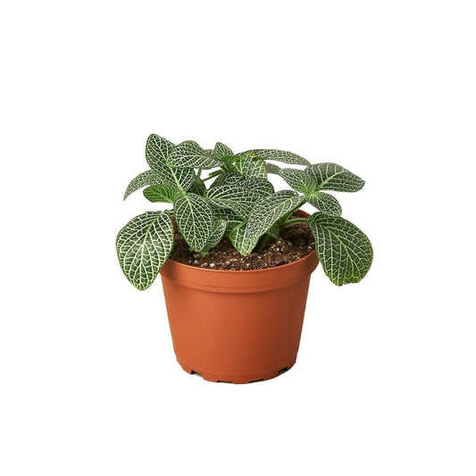 Fittonia 'White Nerve Plant' Indoor Plants Trendy Gardener 3" Pot
