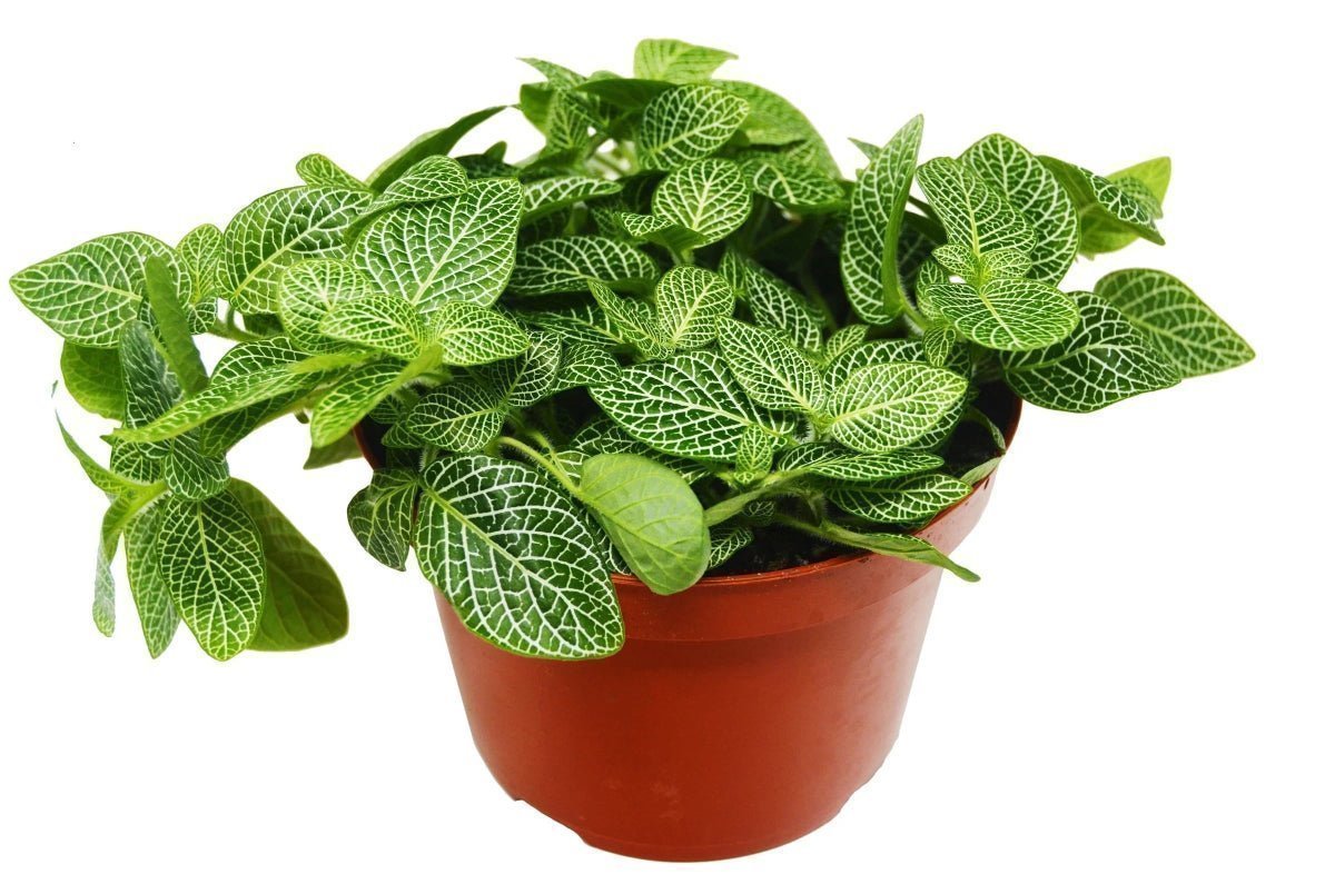 Fittonia 'White Nerve Plant' Indoor Plants Trendy Gardener 4" Pot