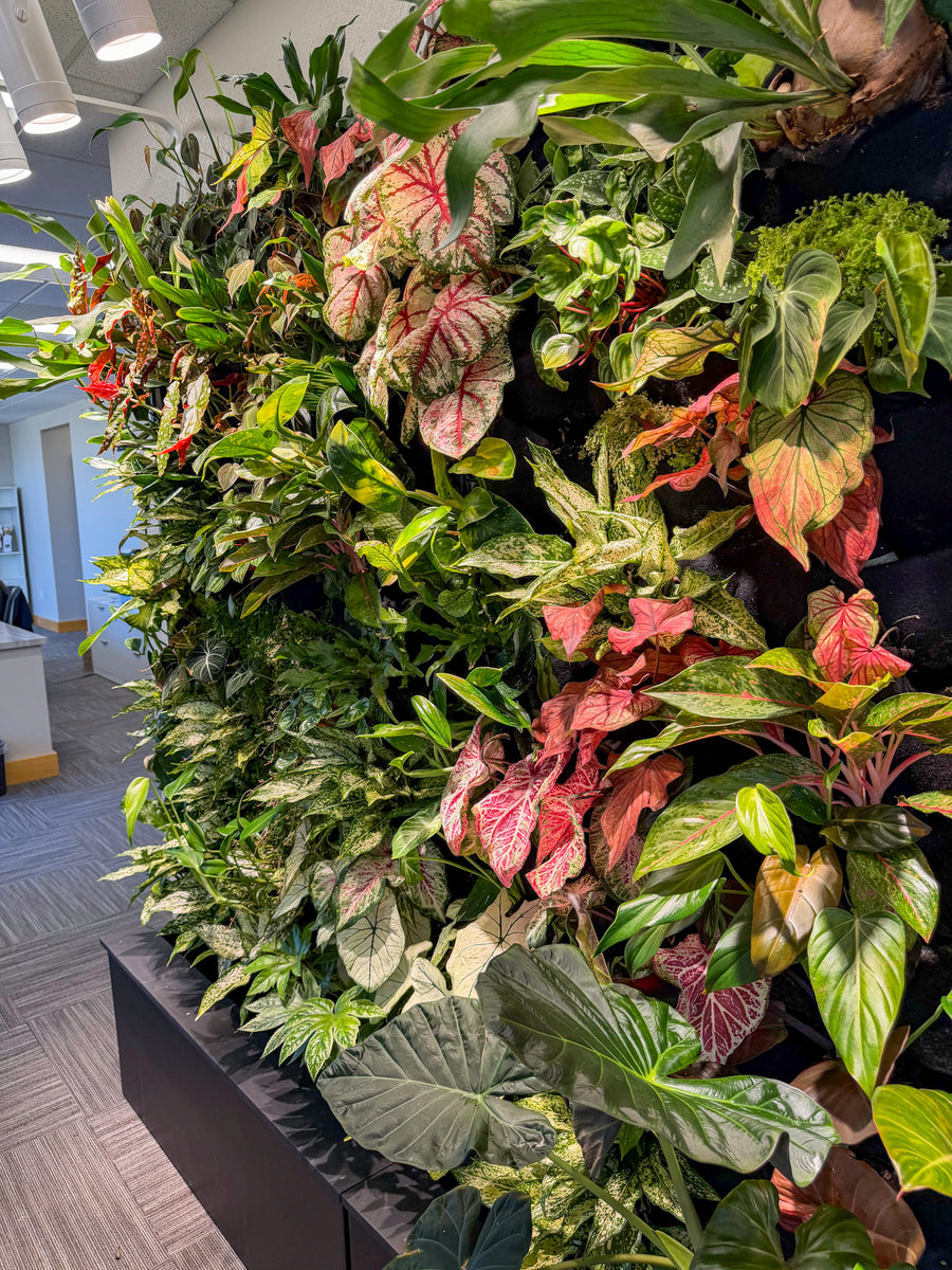 The Hearing Doctors of Iowa Living Wall detail